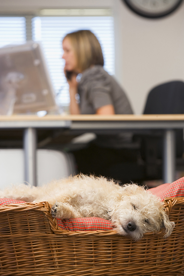 Create a Pet-Friendly Workplace