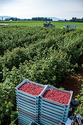 red raspberries in the field