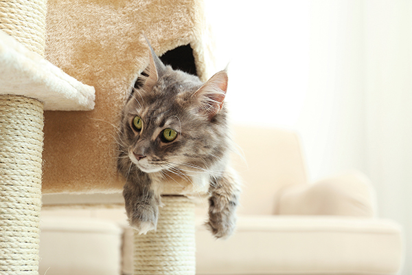 Help Your New Cat Adapt to Your Home