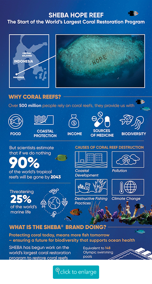 Restoring Coral Reefs Around the World - American Press | American Press