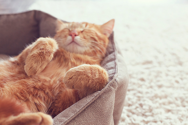 5 Ways to Give Your Cat a Purr-fect Life