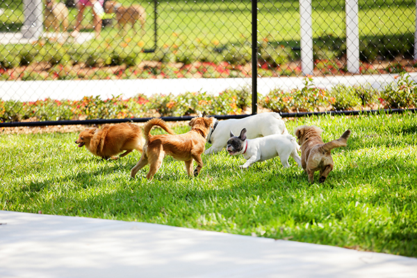 dogs at dog park