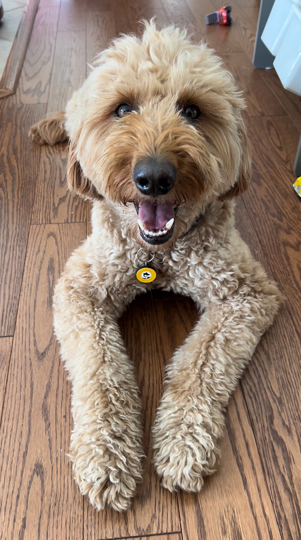 American Goldendoodle