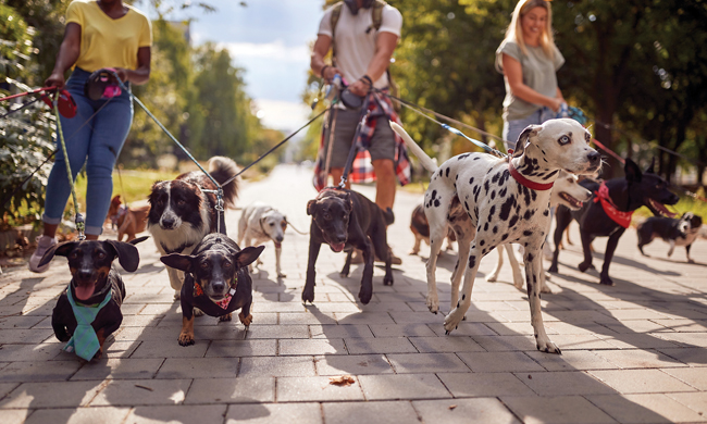 Keep Pets Safe All Summer Long. 