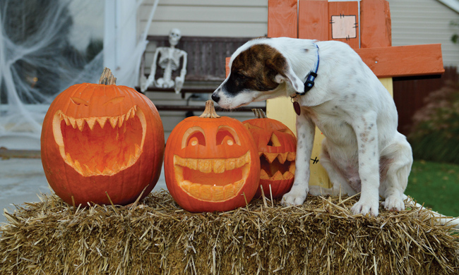 5 Tips to Keep Your Pets Safe This Halloween