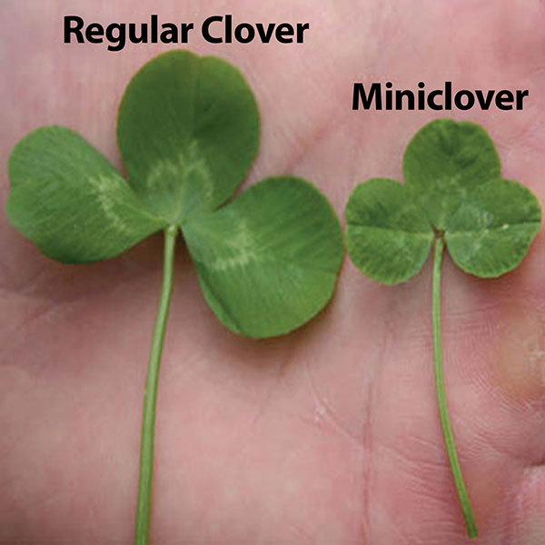 The Mini but Mighty Shamrock-Shaped Solution for Lawn Renovation