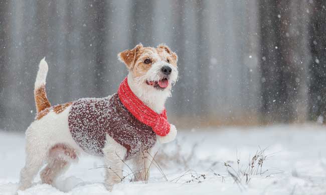 Understanding Winter Pet Health Risks – TheNBXpress.com