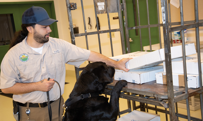Detector Dogs