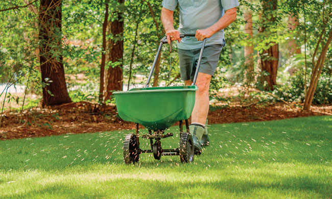 Effectively Seed Your Lawn