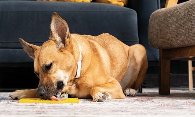 Easy Pet Wellness Routine: 5 Healthy Habits for Dogs and Cats Without the Fuss