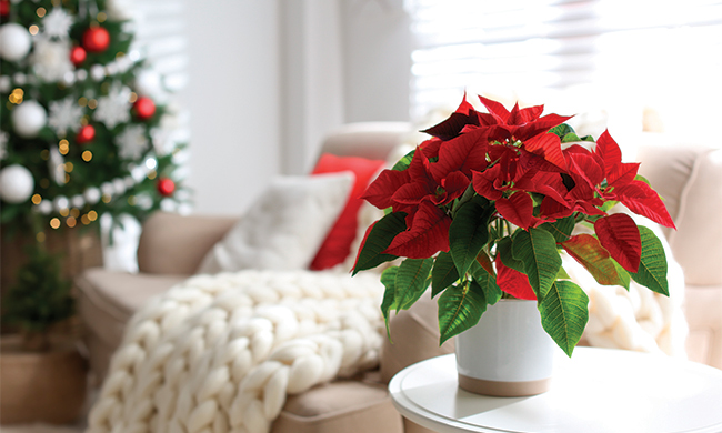 Festive Blooms: How to Use Popular Christmas Flowers