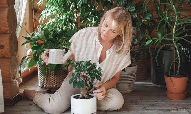 This guide provides essential tips for successfully growing indoor plants. Key points include selecting plants suited to light conditions, ensuring proper watering and soil quality, using adequate pots, and nurturing plants with appropriate fertilizers during their active growth season. Following these steps can create a thriving indoor garden.