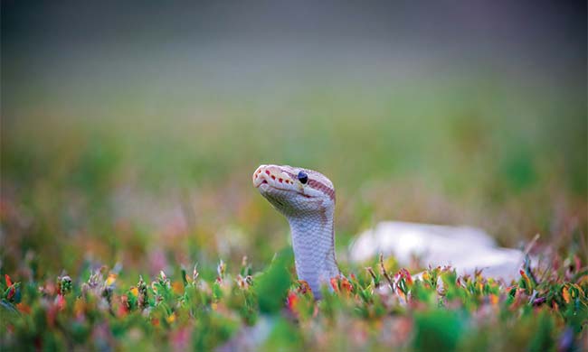 5 Simple Snake Prevention Tips