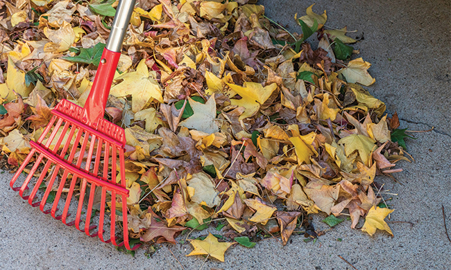 Beyond the Leaf Pile: 4 Tips for Autumn Lawn Care