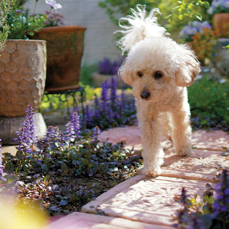 Pet-Friendly Gardening Practices