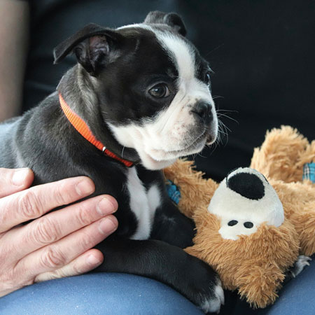 Preparing for Your First Pet: 5 tips for new pet owners