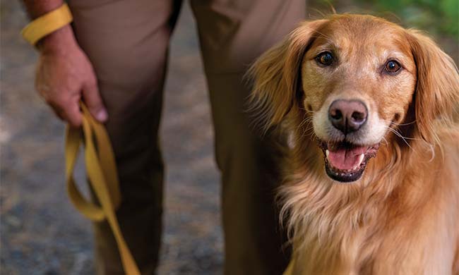 New Year, New Goals for People and Pets: 3 ways dogs and dog owners can accomplish resolutions together