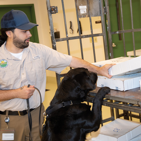 Detector Dogs: Agriculture’s Best Friend